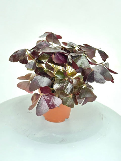 2" Oxalis Triangularis