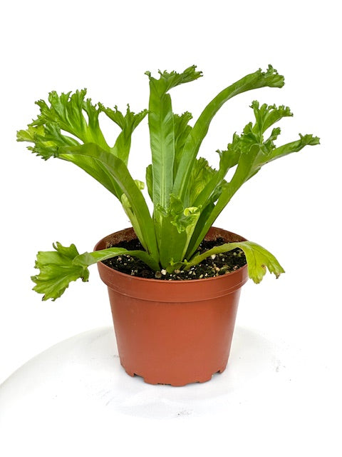 4" Fern, Birdsnest Leslie