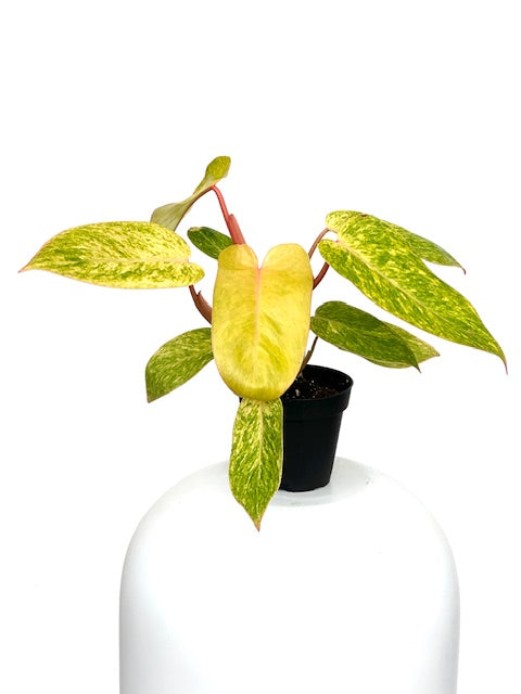 philodendron painted 4" Philodendron Painted Lady – Plant Decor Shop