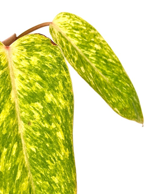 buy philodendron painted lady 4" Philodendron Painted Lady – Plant Decor Shop