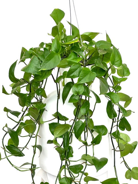 6 pothos plant Pothos Green Queen (6in) 6in