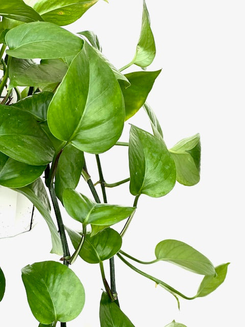 6" Pothos, Green Queen