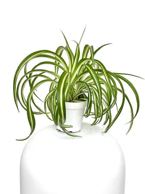 buy curly spider plant 4" Chlorophytum Spider, Bonnie – Plant Decor Shop