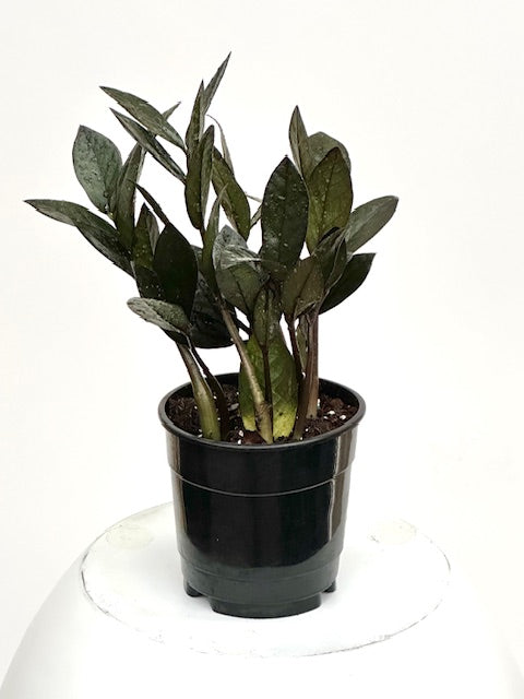 5" Zamioculcas Zamiifolia "ZZ", Black