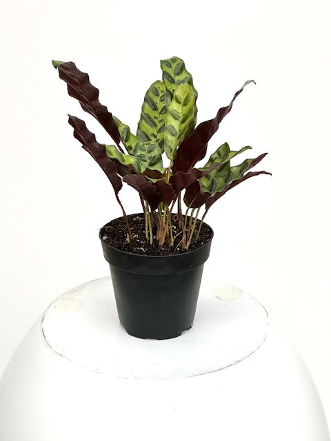 rattel snake plant 4" Calathea Lancifolia Rattlesnake – Plant Decor Shop