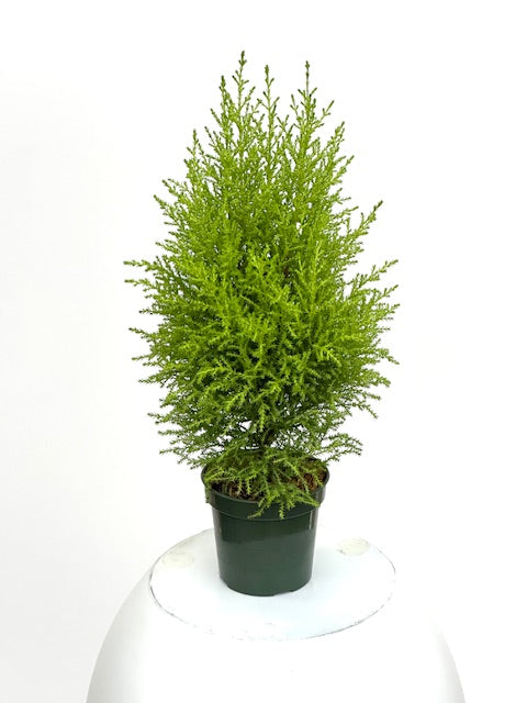 4" Lemon Cypress