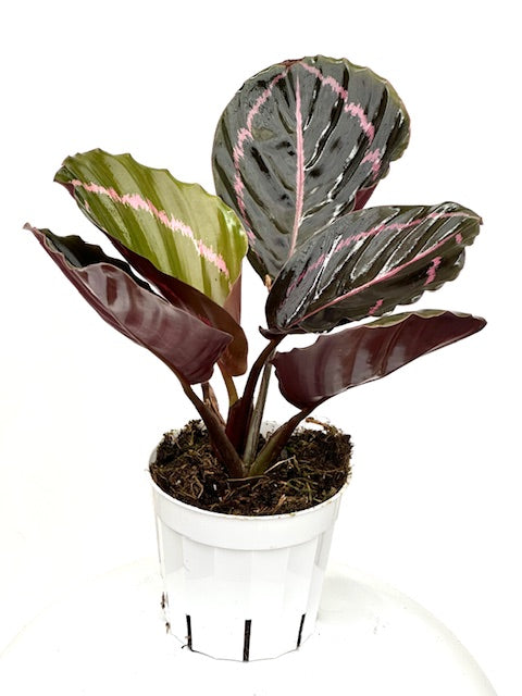 4" Calathea Dottie