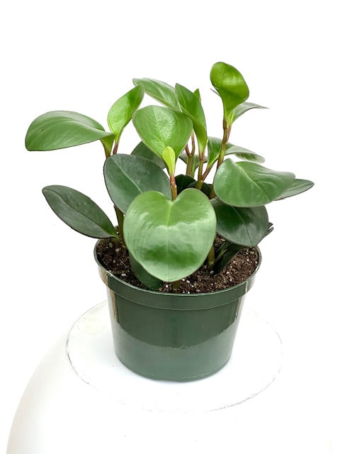 6" Peperomia Red Margin