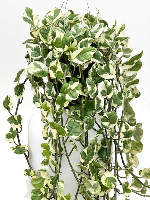 pothos n'joy hanging 8" Pothos, N' Joy