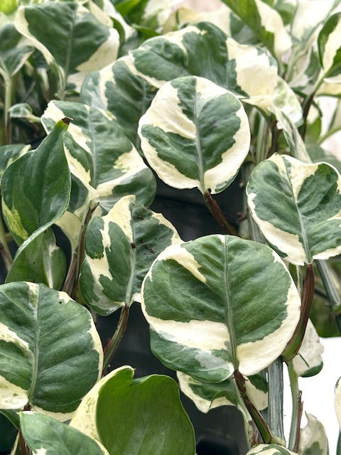 8" Pothos, N' Joy