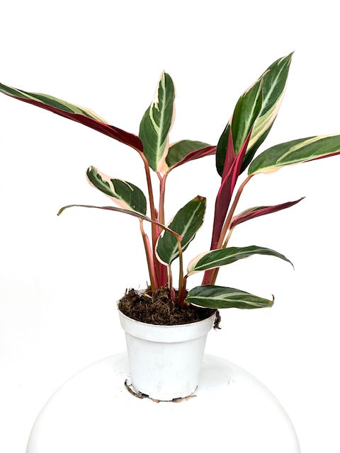 4" Stromanthe Sanguinea Triostar