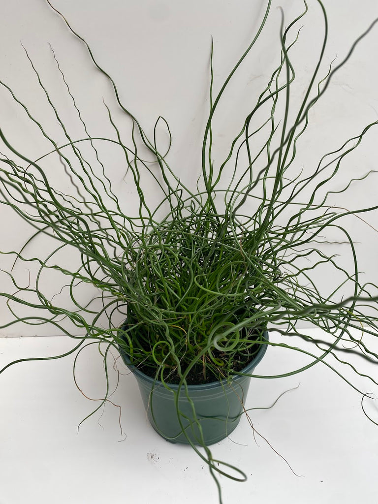 6" Juncus Spiralis