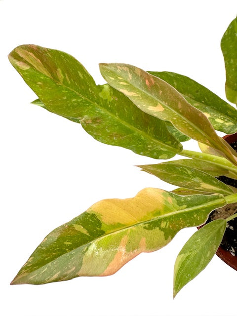 4" Philodendron Ring of Fire