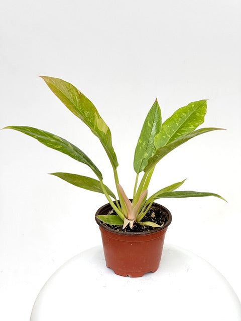 4" Philodendron Ring of Fire