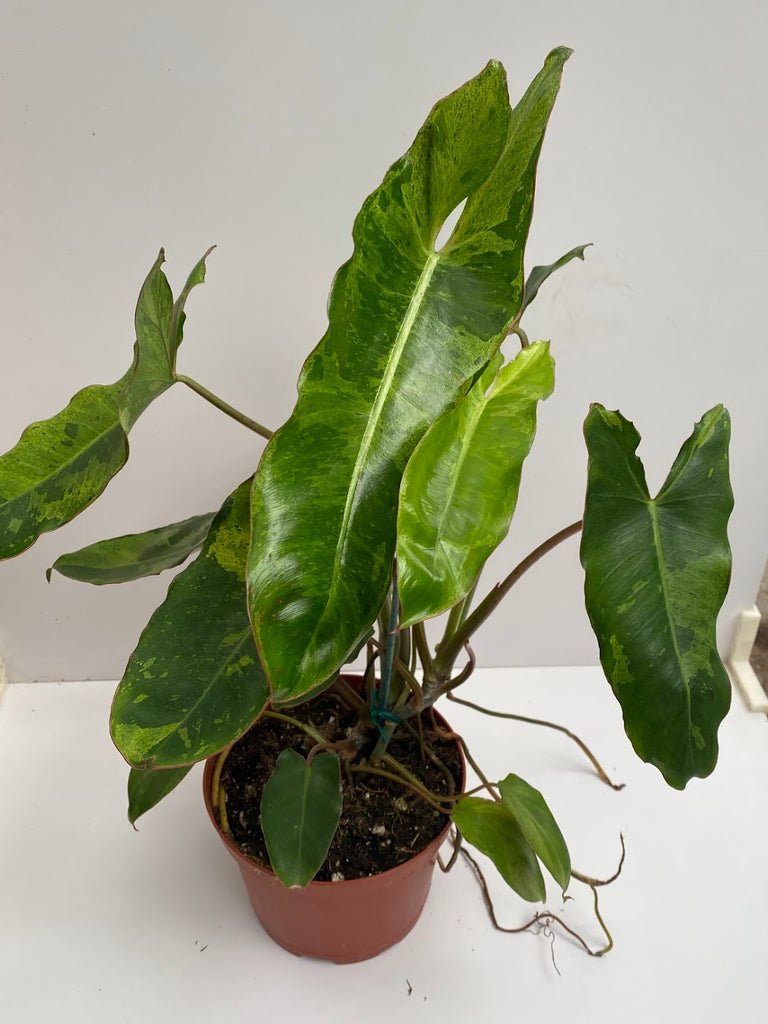 6" Philodendron Billietiae