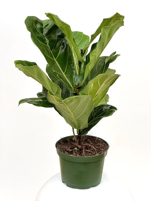 6" Ficus Lyrata