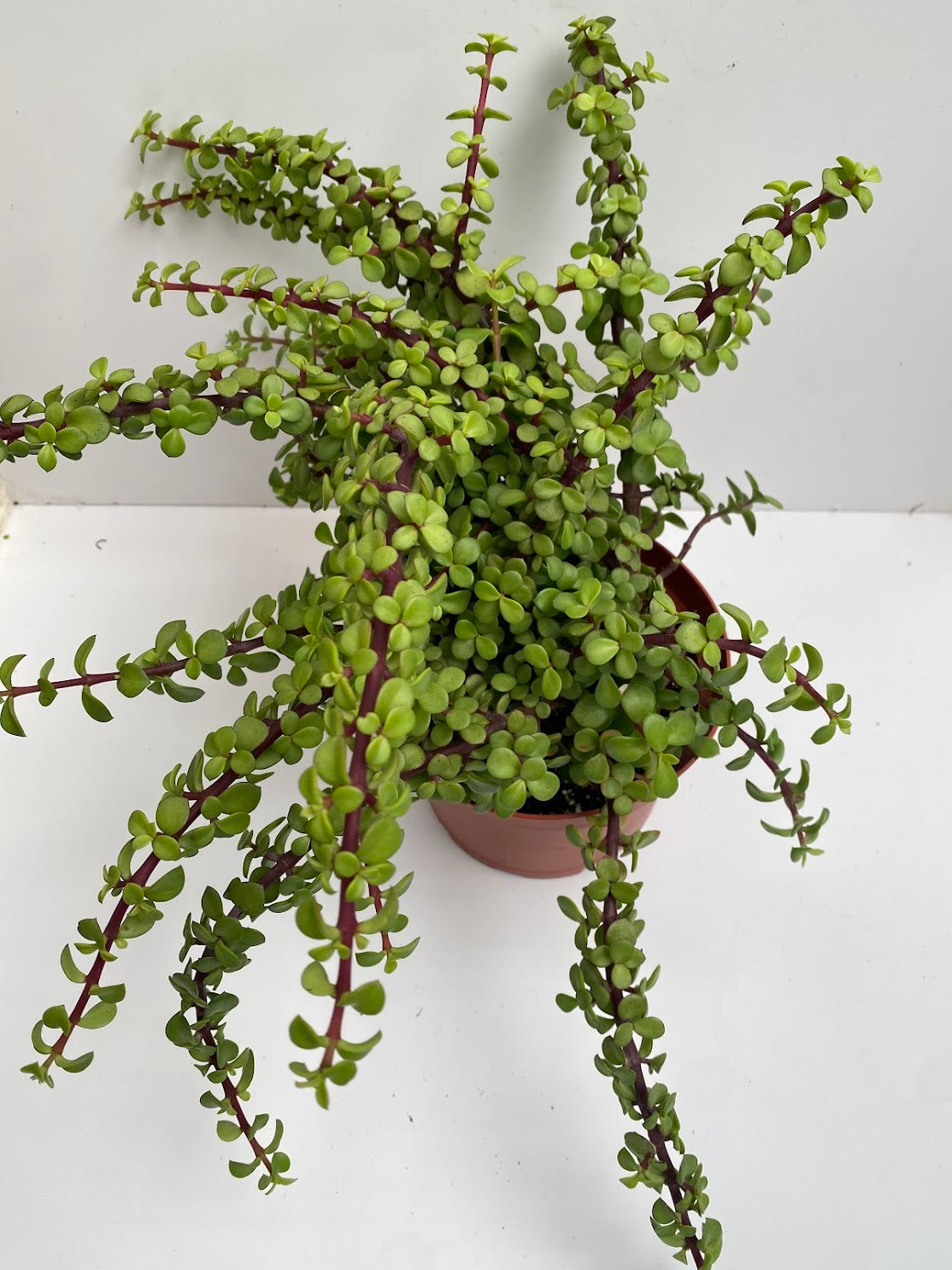 planta portulacaria afra Portulacaria afra 'Elephant Bush' 6 Inch / Regular