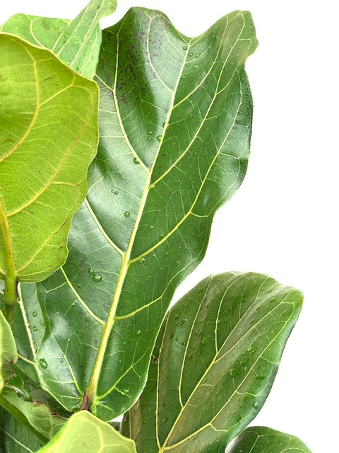 6" Ficus Lyrata