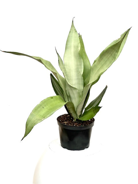 sansevieria aka snake plant Sansevieria Moonshine Snake Plant