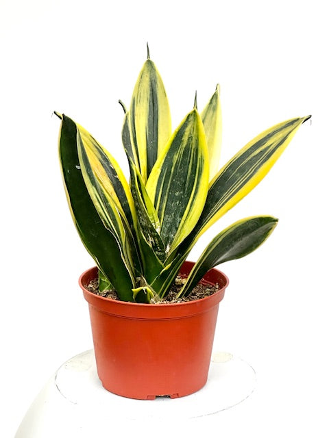 sansevieria flame Yellowstone Snake Plant - Sanseveria - Almost Impossible to Kill!