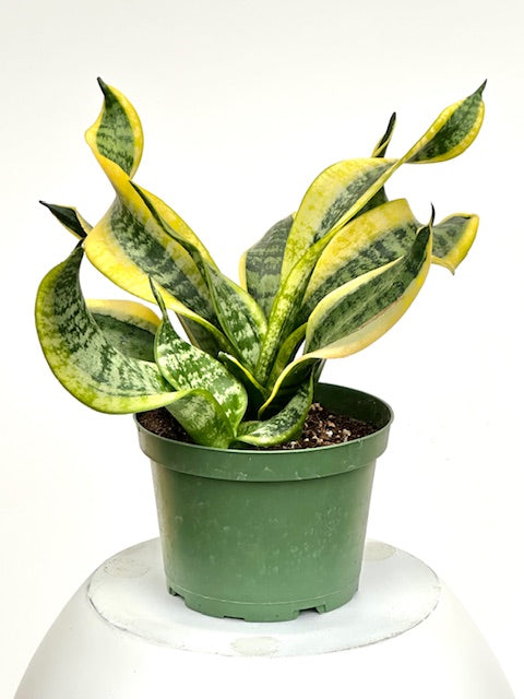 sansevieria twisted sister Sansevieria