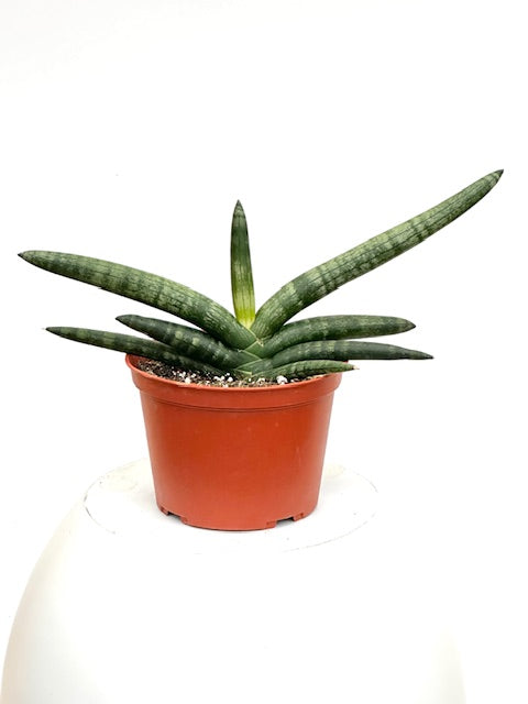 starfish sansevieria Sansevieria Starfish - Snake Plant