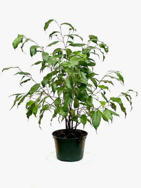 6" Ficus Benjamina
