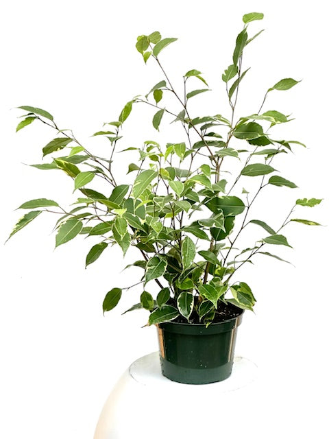 6" Ficus Benjamina, Spearmint