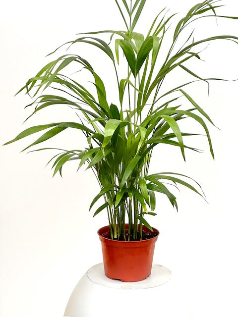 areca palm plant pot Areca Palm 6" Pot