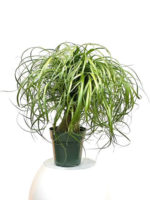 palm plant in hindi 6" Beaucarnea Recurvata – Plant Decor Shop