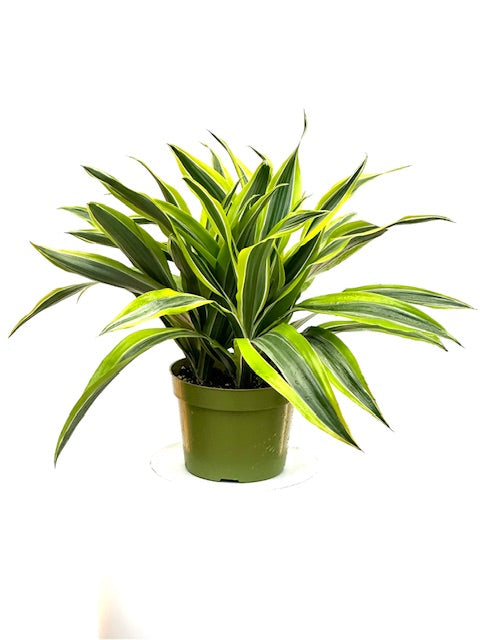 dracaena warneckii lemon lime plant Lemon Lime Dracaena 6" Plant | Delivered in Biodegradable Pot