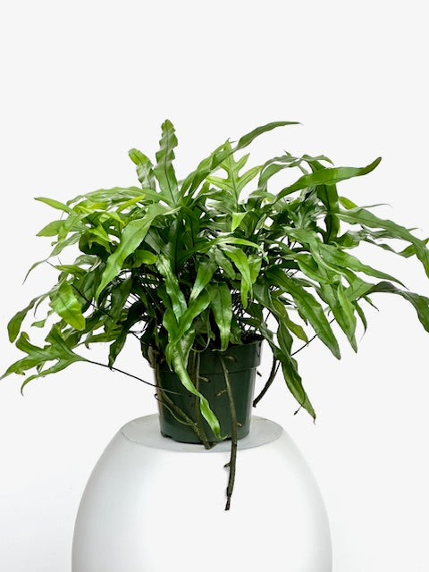 kangaroo paw indoor plant Kangaroo Paw Fern