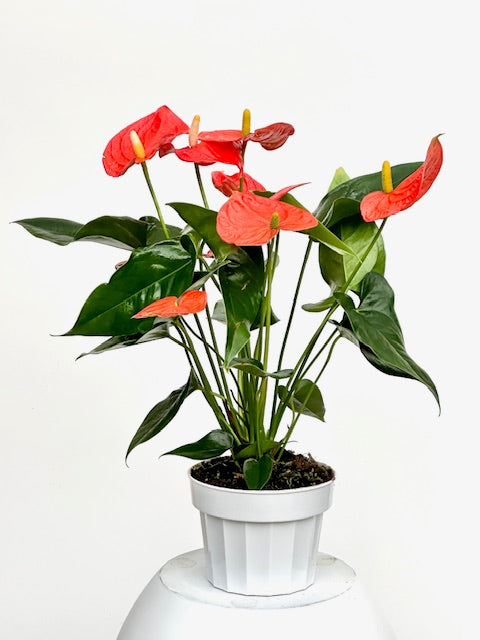 anthurium orange ovando Anthurium 'Pink' Size 6 Pot
