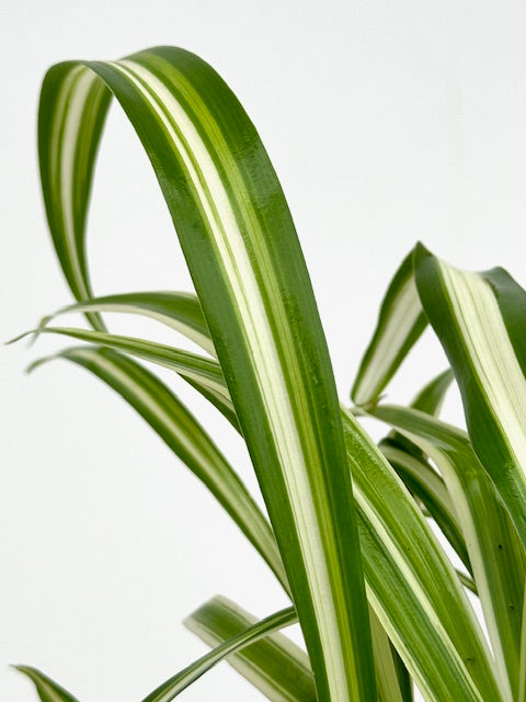 chlorophytum variegated Chlorophytum Variegated Spider, 4" Plant, The Plant Farm