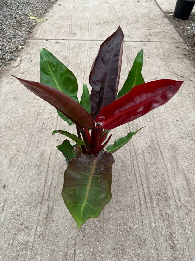 full grown philodendron sun red 6" Philodendron Red Sun