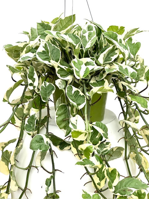 8" Pothos N' Joy, XL