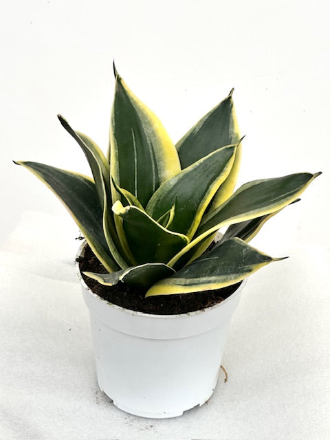 4" Sansevieria Black Star