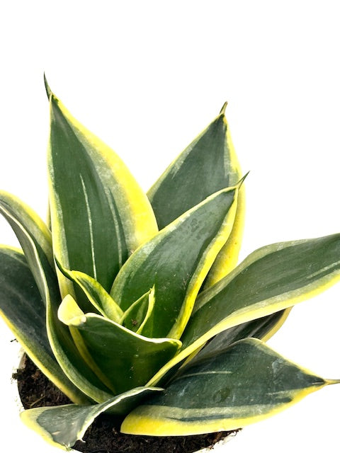 4" Sansevieria Black Star