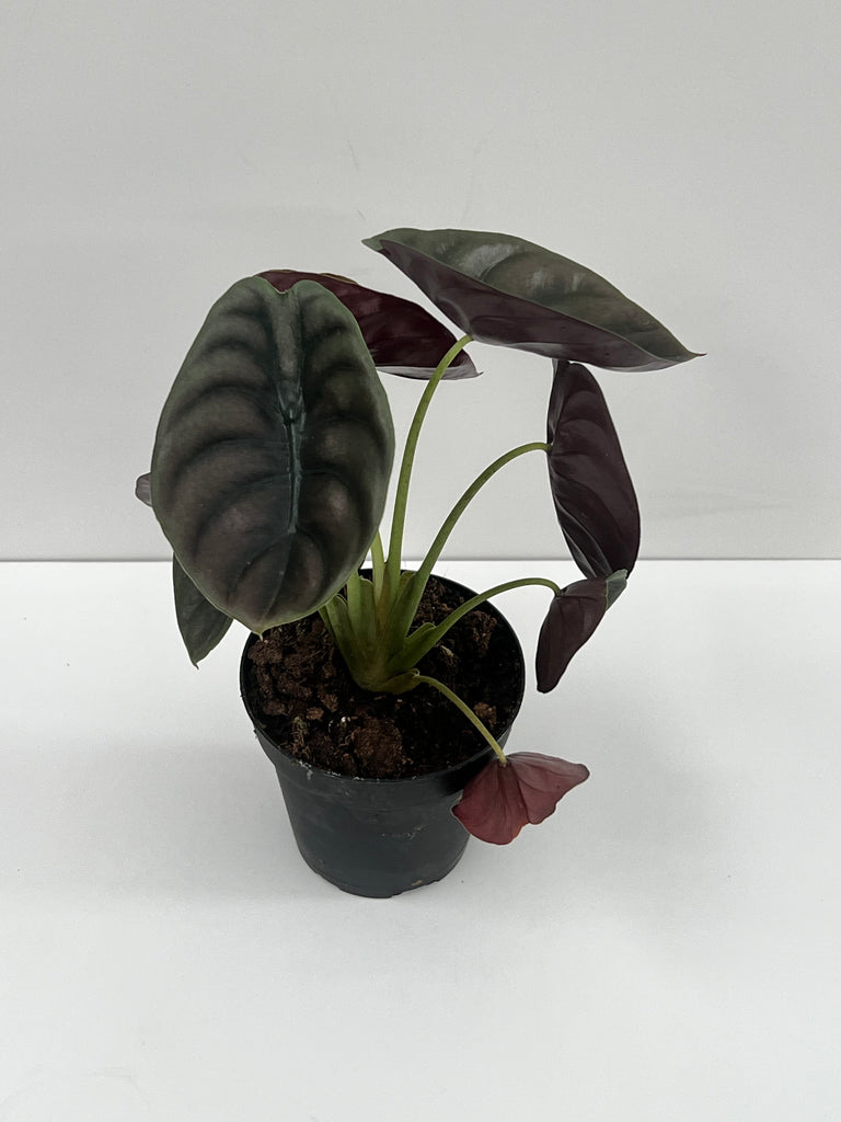 4" Alocasia Cuprea