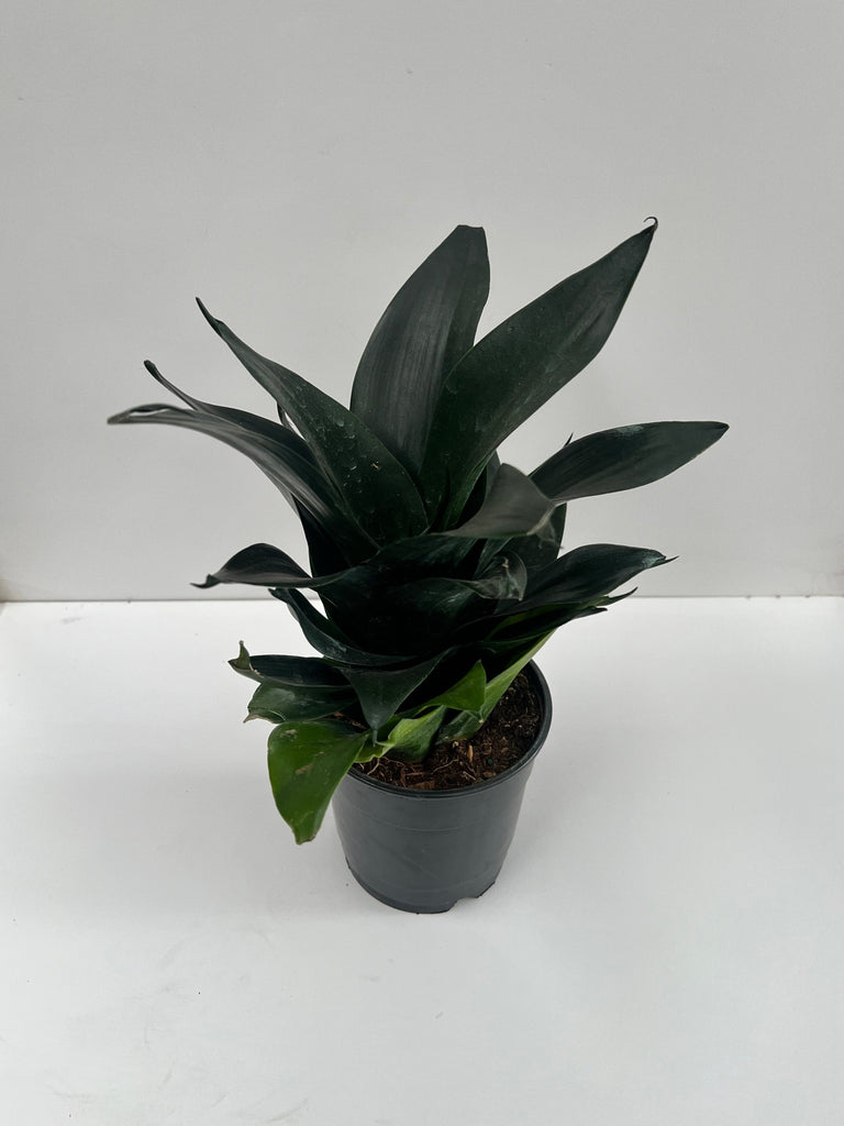 5" Sansevieria Hahnii Jade