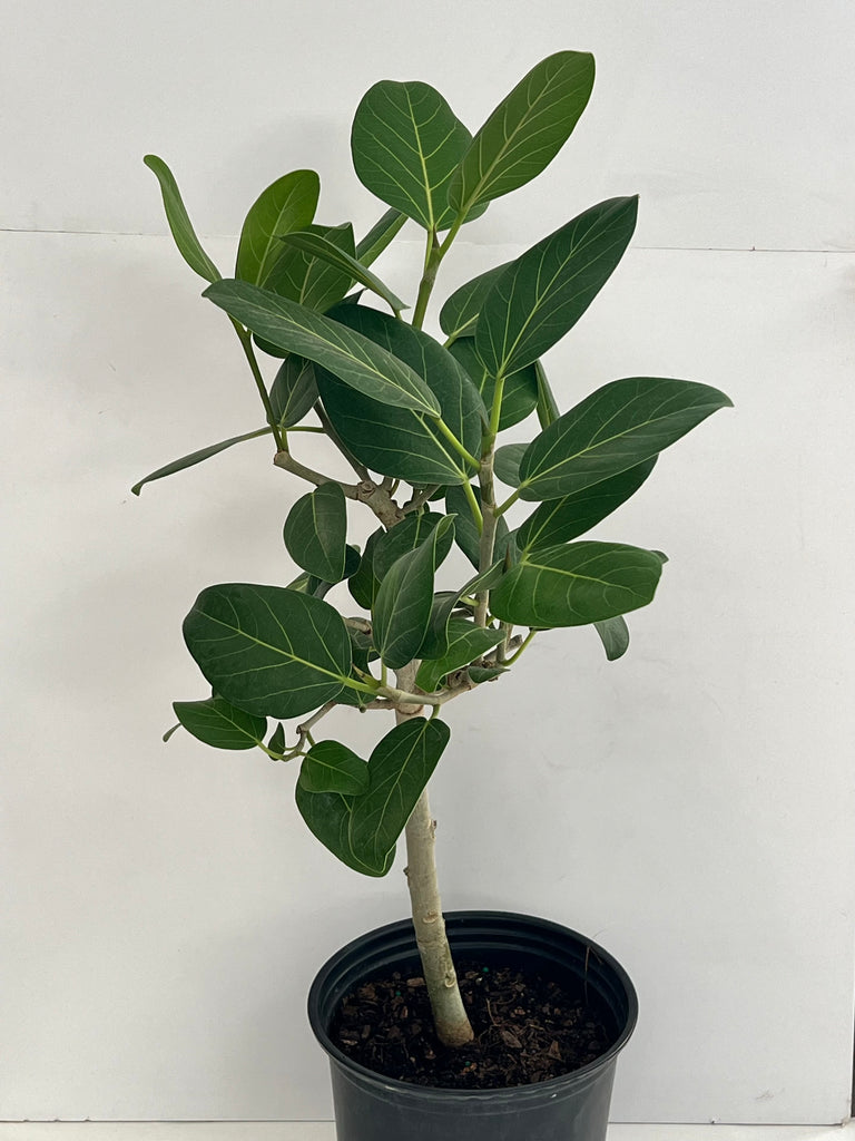 8" Ficus Audrey, Stand