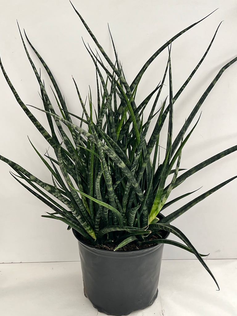 8" Sansevieria Fernwood Mikado