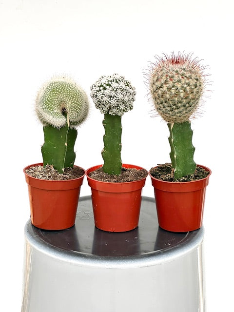 grafting cactus and succulents 3" Grafted Cactus Premium Mix