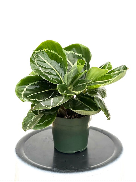 4" Calathea Roseo Picta, Green