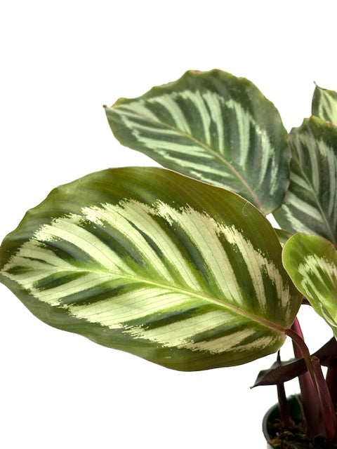 4" Calathea Peacock