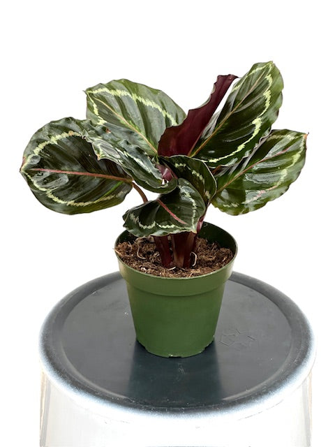 4" Calathea Medallion