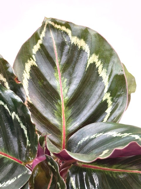 4" Calathea Medallion