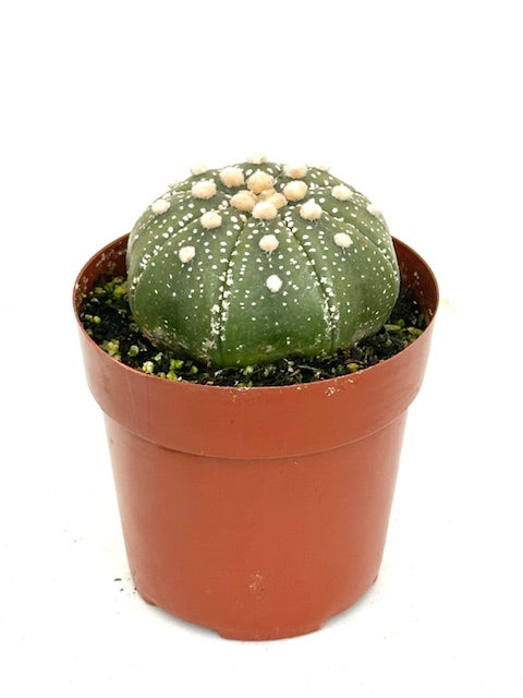 3" Astrophytum "Star Cactus"