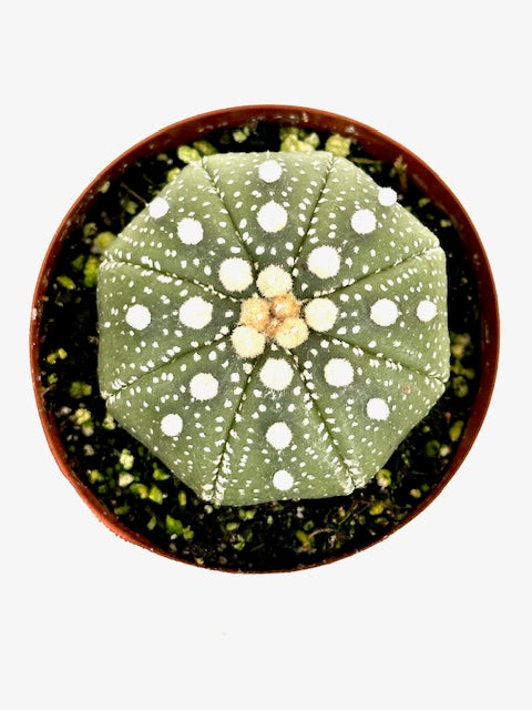 3" Astrophytum "Star Cactus"