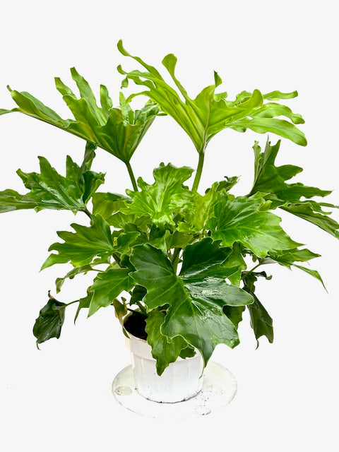 6" Philodendron Lickety Split